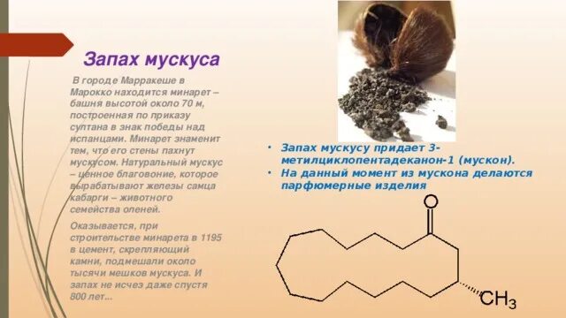 Мускус нота. Что такое мускус в парфюмерии и чем пахнет. Что такое запах мускуса. Значение слова мускусный. Мускус кабарги железа.