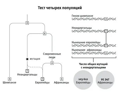При расшифровке генома шимпанзе было установлено что