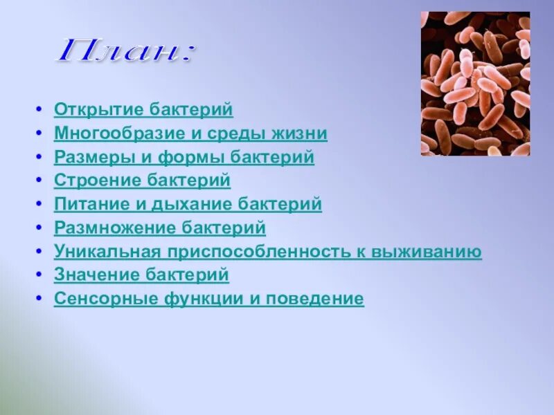 Вывод о разнообразии форм тела бактерий. Разнообразие бактерий. Бактерии проект. План бактерии. План по теме микроорганизмы.