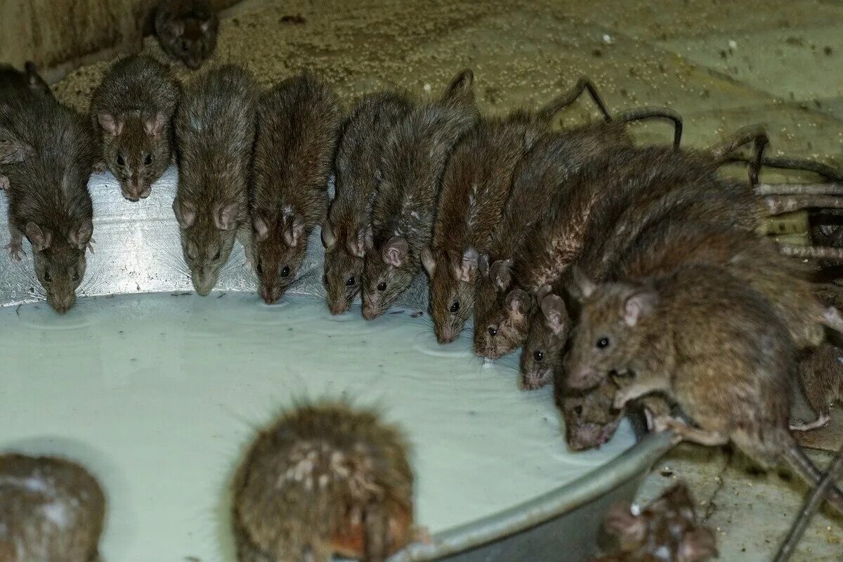 Сколько мышей