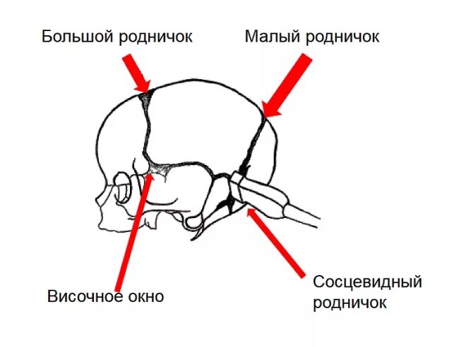 УЗИ головного мозга нейросонография. Нейрография головного мозга у новорожденных. Нейросонография плоскости сканирования.