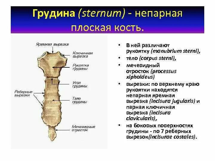 Грудина является частью скелета. Строение и соединение костей туловища. corpus sterni грудина. кости туловища кости позвоночного столба. кости торса структура.