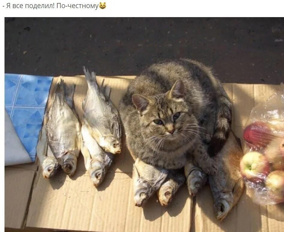 Кот и рыбка. Коты мемы про рыбу. Вы Рыбов продаете Мем про котов. Мем про котов и рыбу красивое.