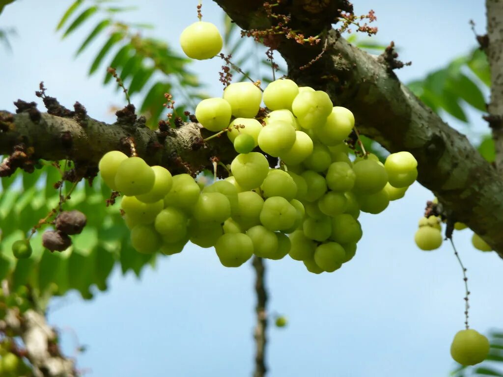 Amla, Indian Gooseberry (Phyllanthus emblica) in 2019 Indian food recipes Fruit 