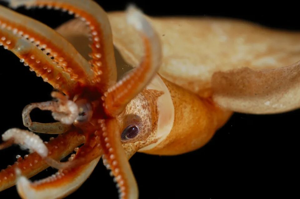 Длиннорукий кальмар. Magnapinna. кальмар атлантика. big fin squid. атлантик с кальмарами.