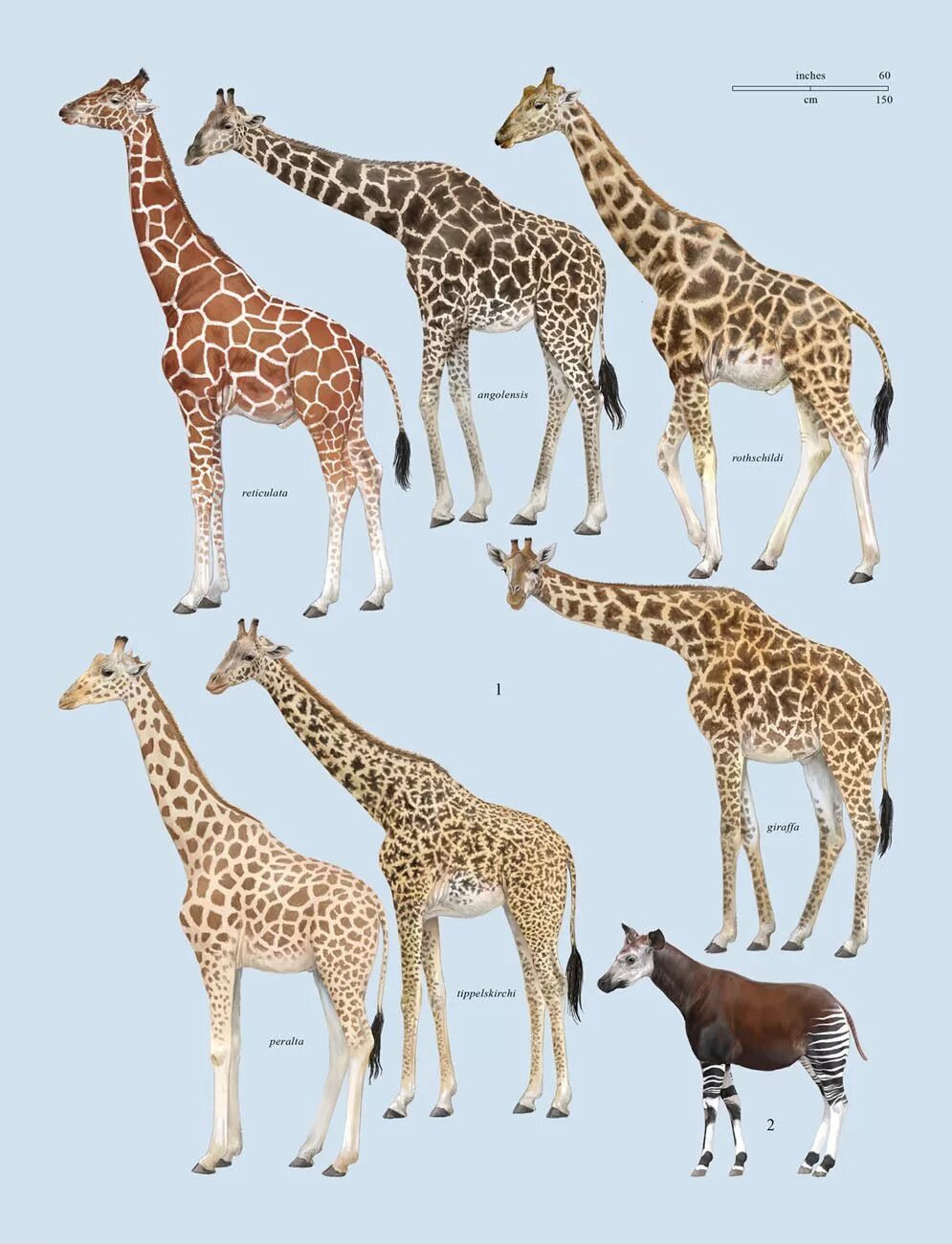 Жираф Ротшильда. Жираф подвиды. Подвиды Жирафов. Жирафы разной окраски. На рисунке изображен жираф