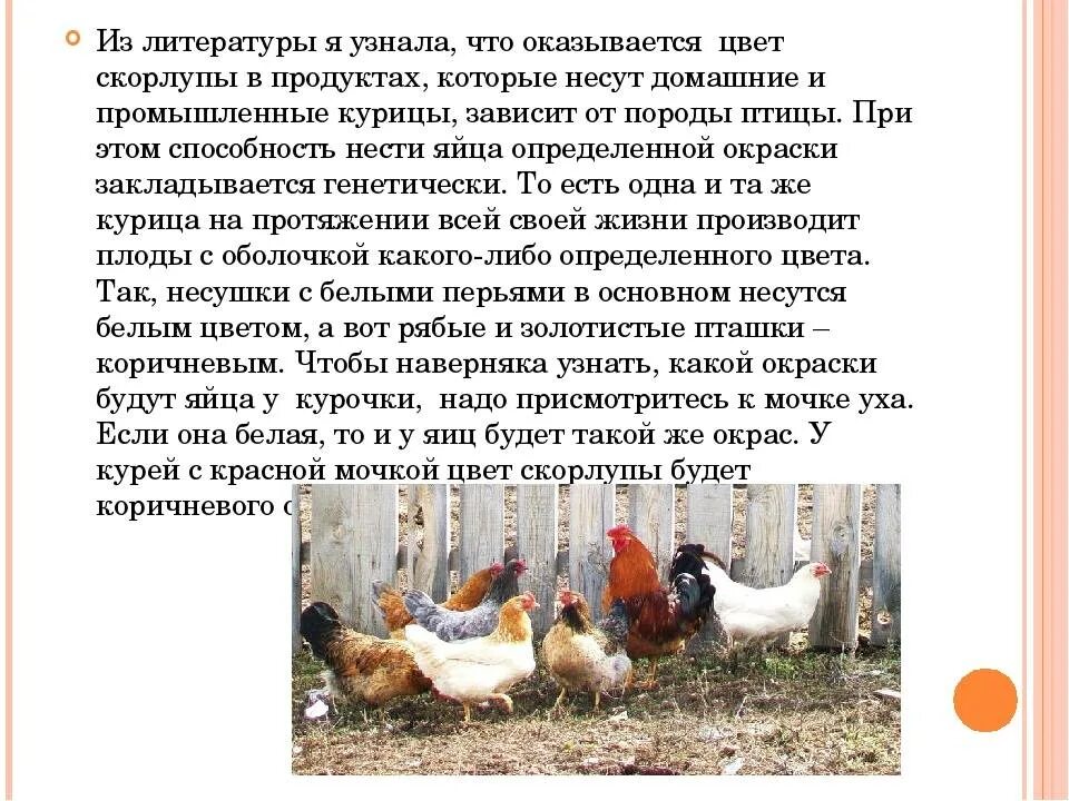 Как определить курочку по яйцу