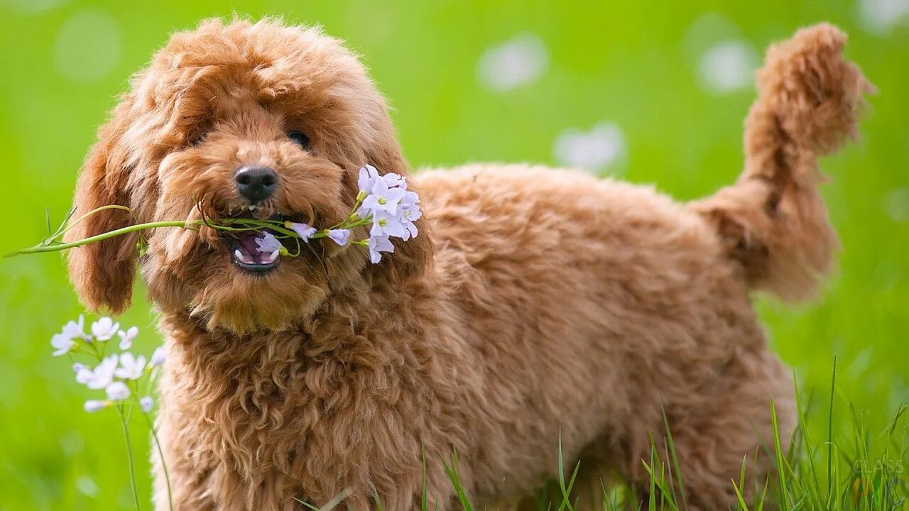 Пудель с цветами. Собака пудель. Toy Poodle собака. Карликовый пудель. Toy pudel собака.