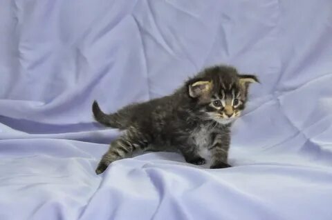 Котенок 2 месяца форум