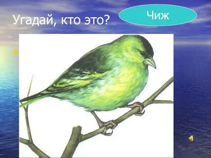 Чиж рисунок