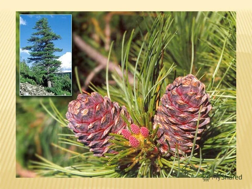 Какое дерево не является хвойным в тайге. Хвойные деревья россии. Ель пихта сосна кедр лиственница. Ель пихта кедр лиственница. Ель пихта лиственница.