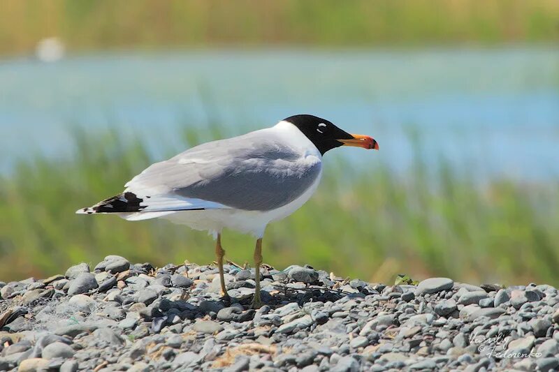 Черноголовый хохотун. Черноголовый хохотун (Larus ichthyaetus). Черноголовый хохотун – Larus ichthyaetus Pallas. Черноголовый хохотун - Larus ichthyaetus Pallas, 1773. Серебристая Чайка черноголовый хохотун.