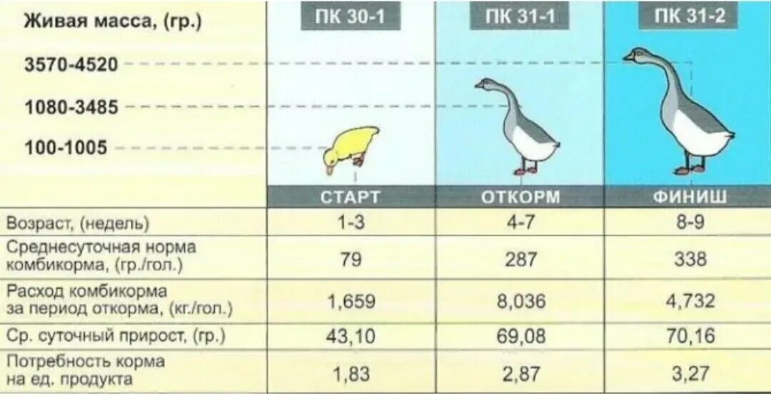 Таблица корма уток мускусных. Нормы кормления уток таблица. Таблица комбикорма для гусей. Нормы кормления гусей комбикормом.