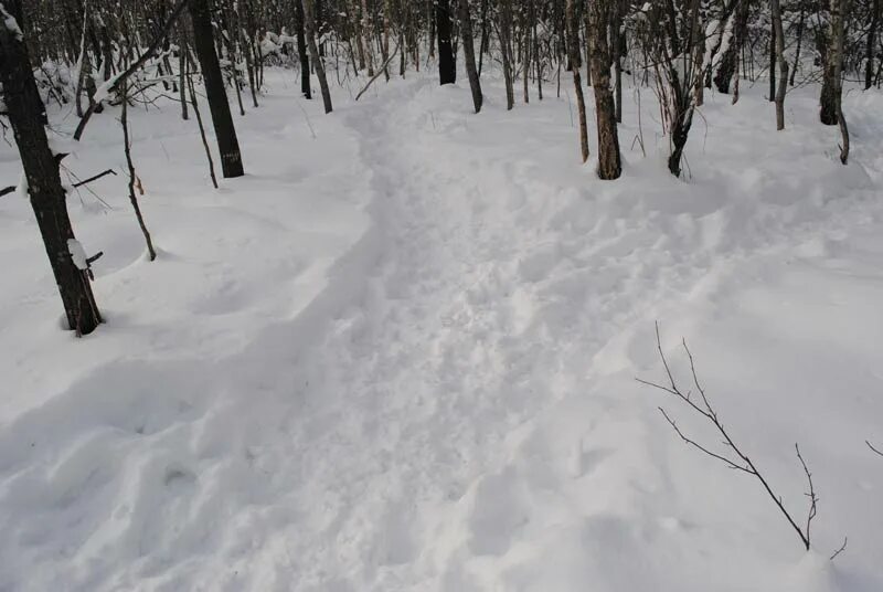 Кабаньи тропы. Кабанья тропа как выглядит. Кабаньи тропы. Кабанья тропа на поле. Кабанья тропа.