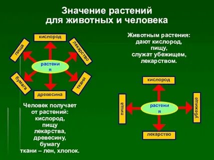 Какое значение растений для животных