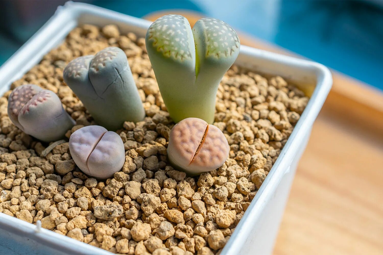 Как поливать литопсы. Литопсы. Литопс микс d9. Lithops Amicorum c410. Литопсы греческое.