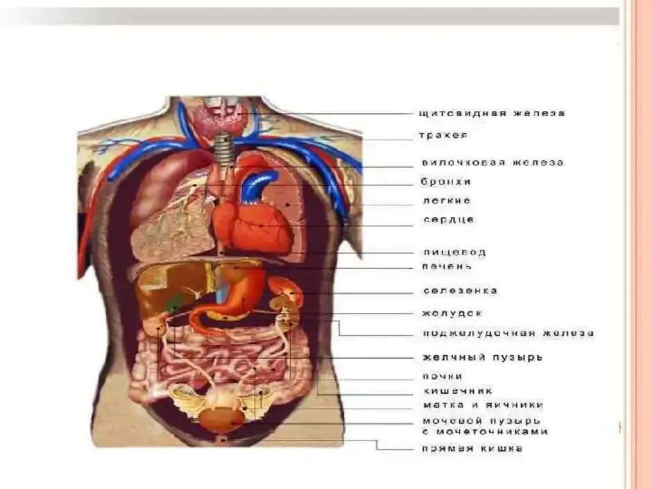 Состав человека органы. Строение органов спереди. Схема органов брюшной полости человека. Внутренние органы человека схема расположения вид сзади.