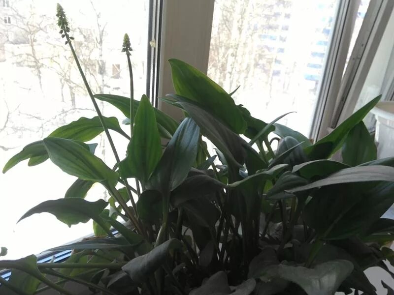 Спатифиллум блэк бьюти. Похож на спатифиллум. Спатифиллум mauna loa. Спатифиллум с волнистыми листьями. Спатифиллум дримиопсис.