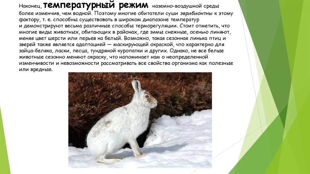 Лимитирующий фактор для зайца беляка. Адаптация зайца. Приспособленность зайца. Заяц Беляк приспособление к среде обитания.