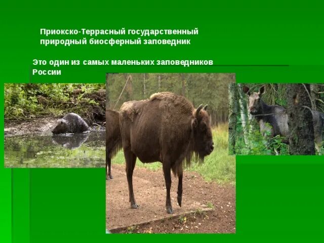 Значение биосферных заповедников
