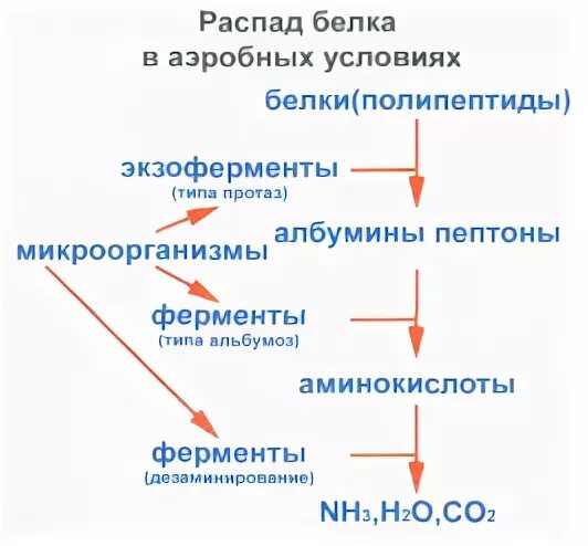 Распад белка в организме