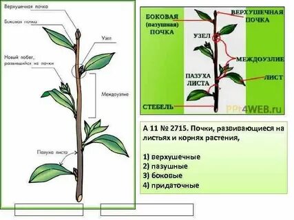 Пазушные побеги