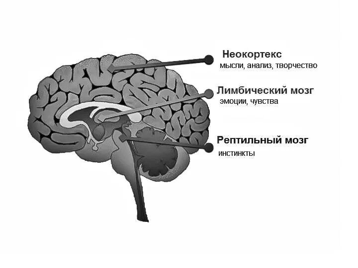 Отделы мозга рептильный мозг неокортекс. Мозг неокортекс лимбическая система. Лимбическая неокортекс. Рептильный мозг и лимбическая система. Триединый мозг пол маклин.