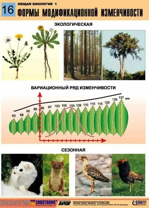 Модификационная изменчивость у растений. Изменчивость организмов. Тенденции экологической изменчивости. Модифицированный примеры изменчивости.