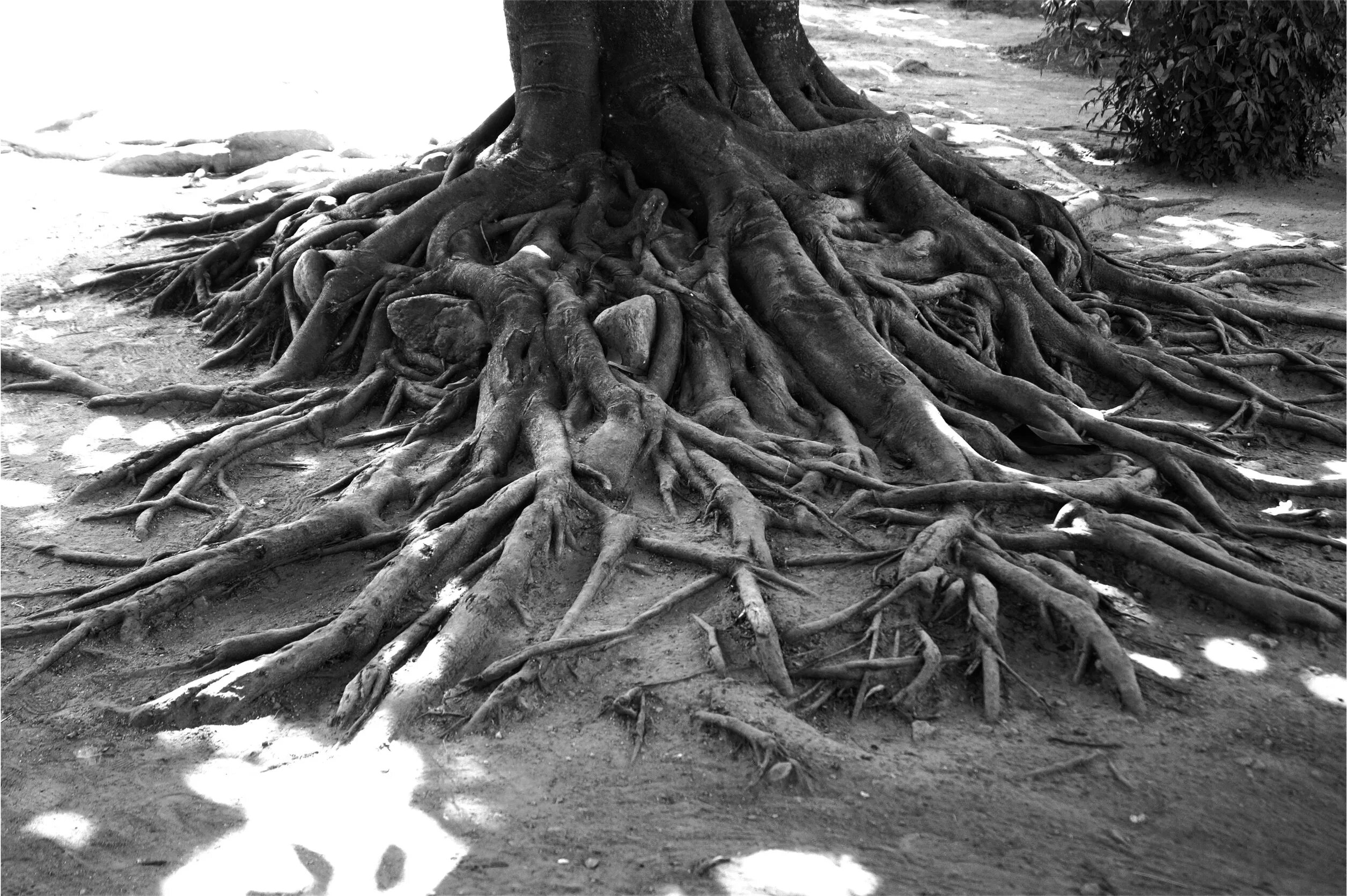 Tree roots