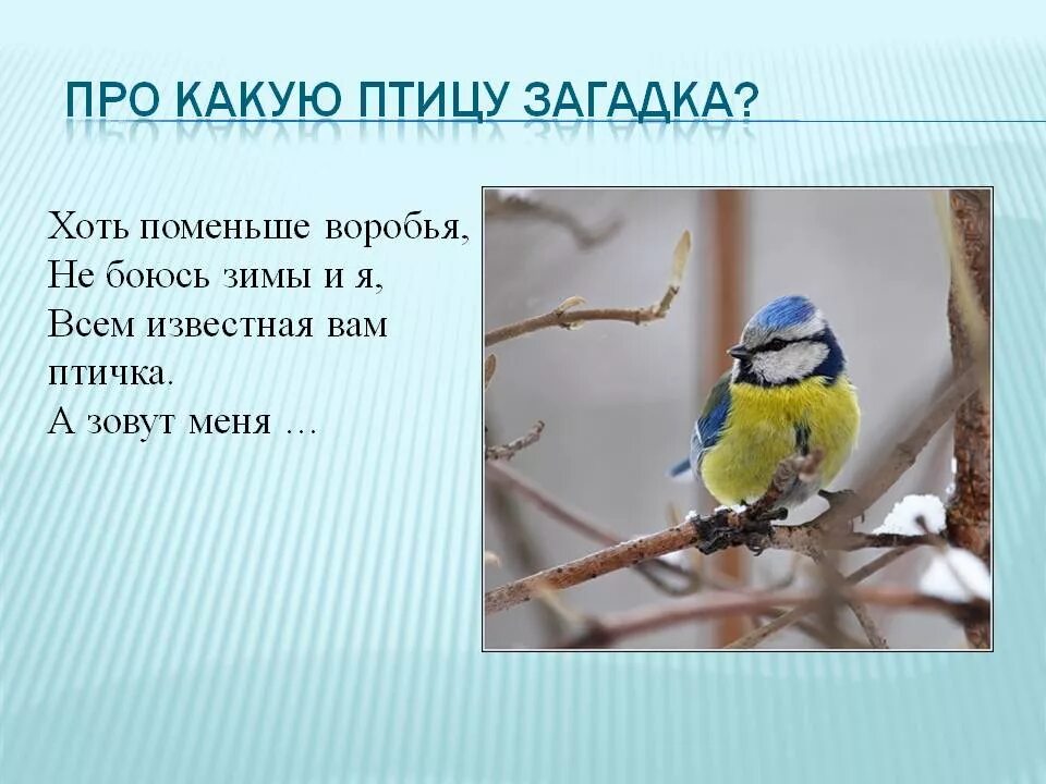 Загадки про птиц. Загадки про птиц для дошкольников. Загадка про птичку. Загадки про зимующих птиц для дошкольников. Загадка с ответом птица