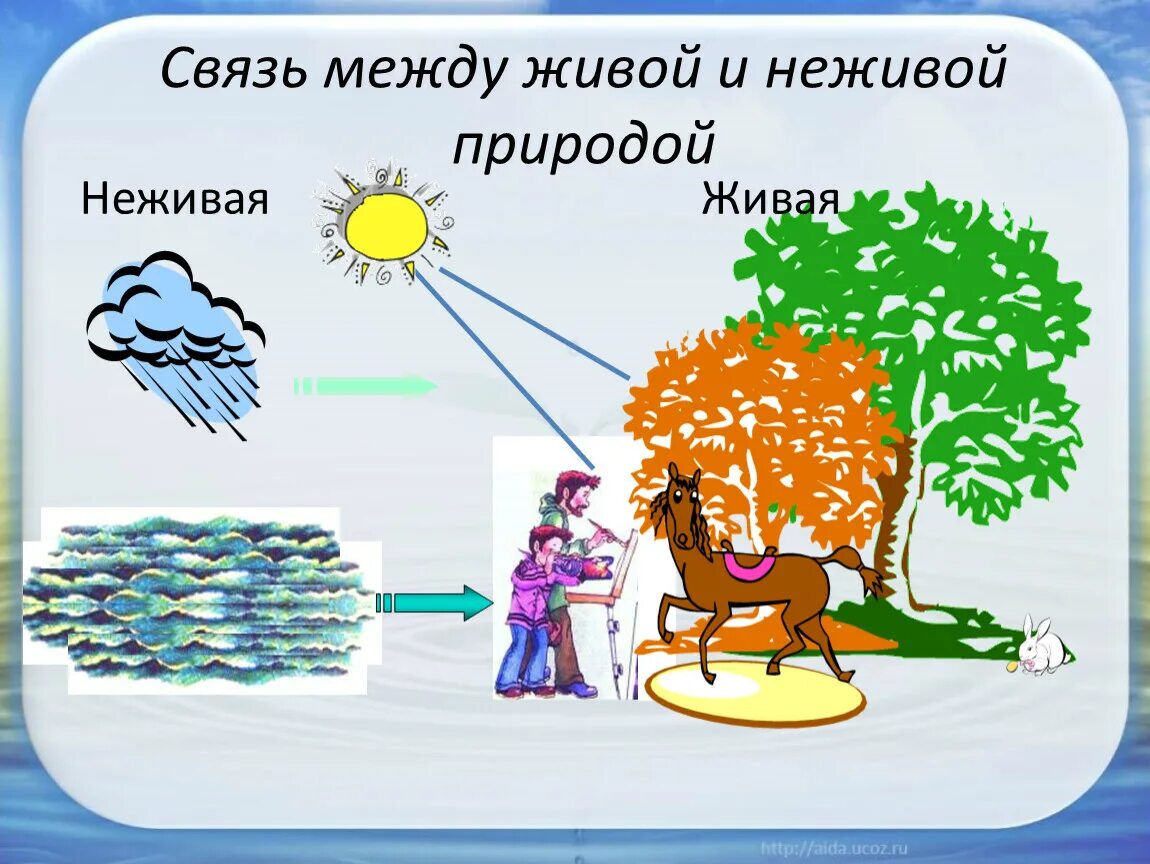 Примеры живой природы 2 класс окружающий мир. Взаимосвязь живой и не дивой природы. Взаимосвязь живой и неживой природы. Связь между объектами живой и неживой природы. Взаимосвязь между живой и неживой природой.