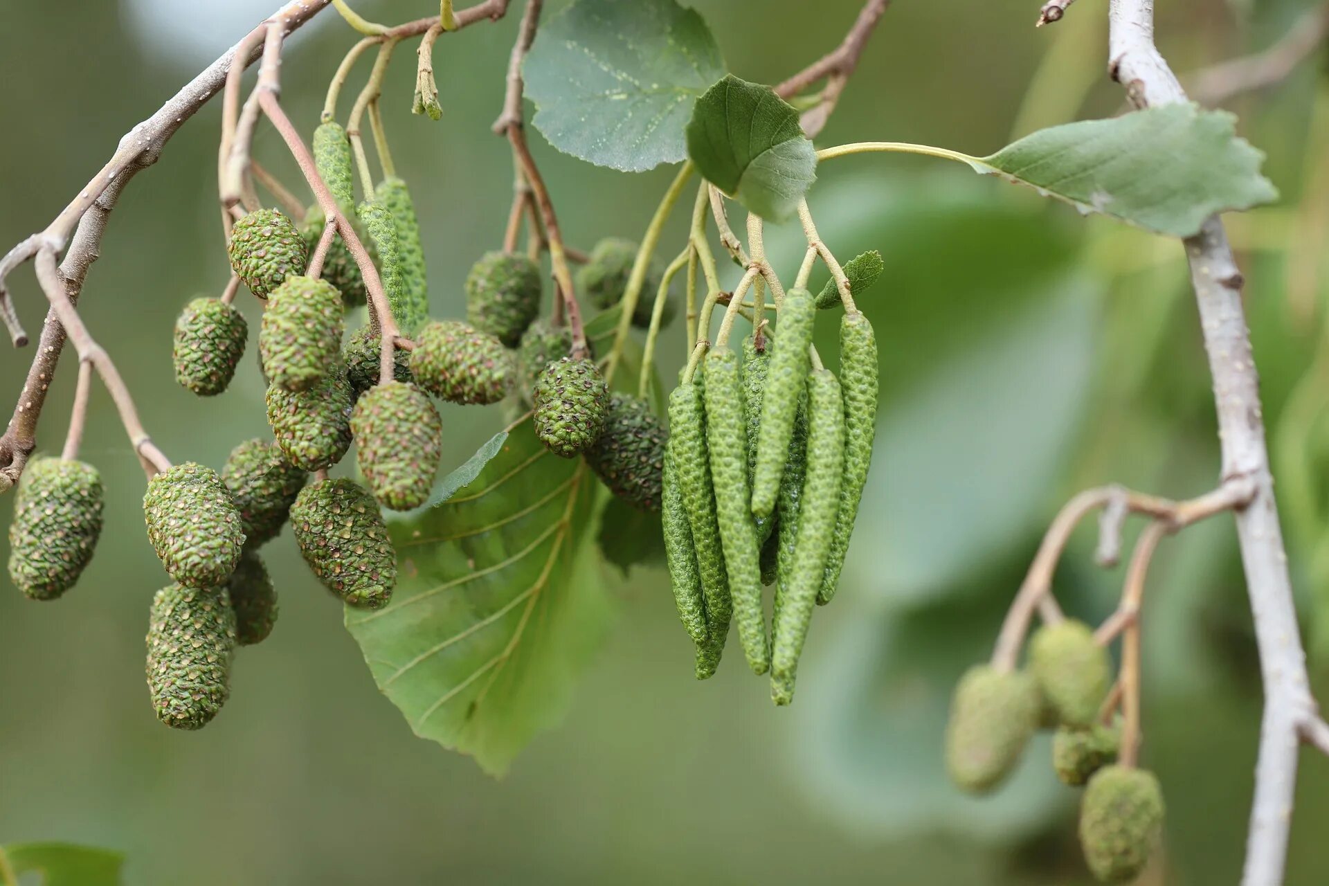 Ольха черная (Alnus glutinosa). Ольха серая Alnus incana. Иосиф Песнопевец ольховые смотрины 17 апреля. Ольха Сибирская.