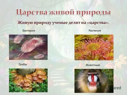 Грибы и растения это живая природа