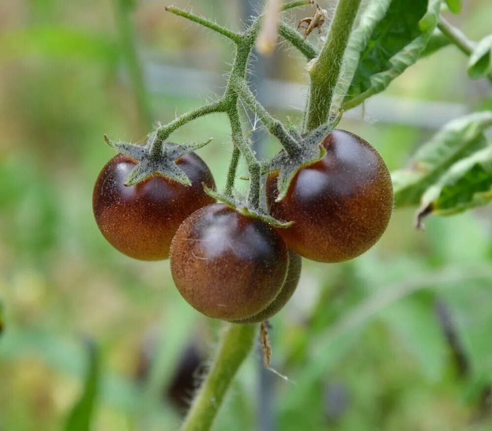 палка (черри) томат. колоновидный томат палка. колоновидный томат палка. томат палка биотехника. семена помидор палка.