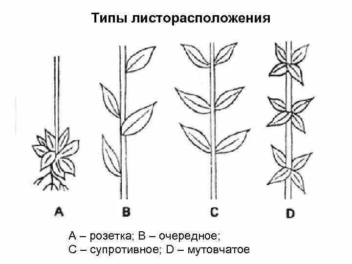 Мутовчатое листорасположение. Очередное супротивное мутовчатое листорасположение. Типы листорасположения листьев. Типы листорасположение листа.