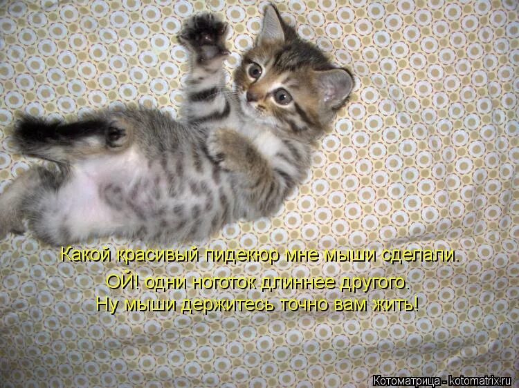 я тебя не отпущу. кот сошел с ума. да ничего держусь. это не точно мем. точно не держусь знаешь.