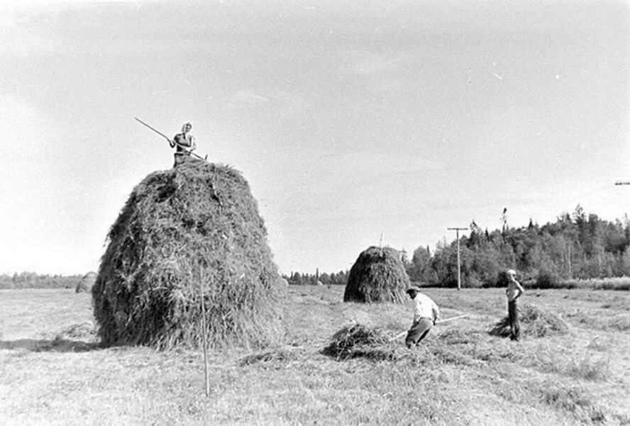 Сенокос в Якутии 30е годы. Деревня 1943 сенокос. Сенокос 1941. Сенокос Скирда СССР. Хорошо высушенное сено пора складывать в стог