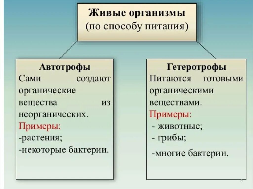 Автотрофный и гетеротрофный