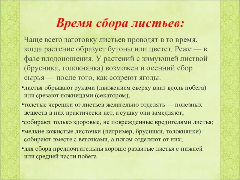 Сроки сбора листьев. Правила сбора листьев. Особенности заготовки листьев. Толокнянка заготовка листьев. Группа листья времени