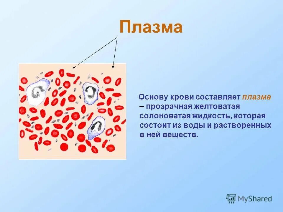 Плазма это кровь. Плазма крови. Плазма в человеческой крови. Плазма крови рисунок. Плазма крови это в биологии.