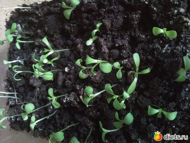 ростки хризантемы. хризантема кустовая рассада. в ходы семян хризантемы всходы. пикировка хризантемы. хризантема взошла.