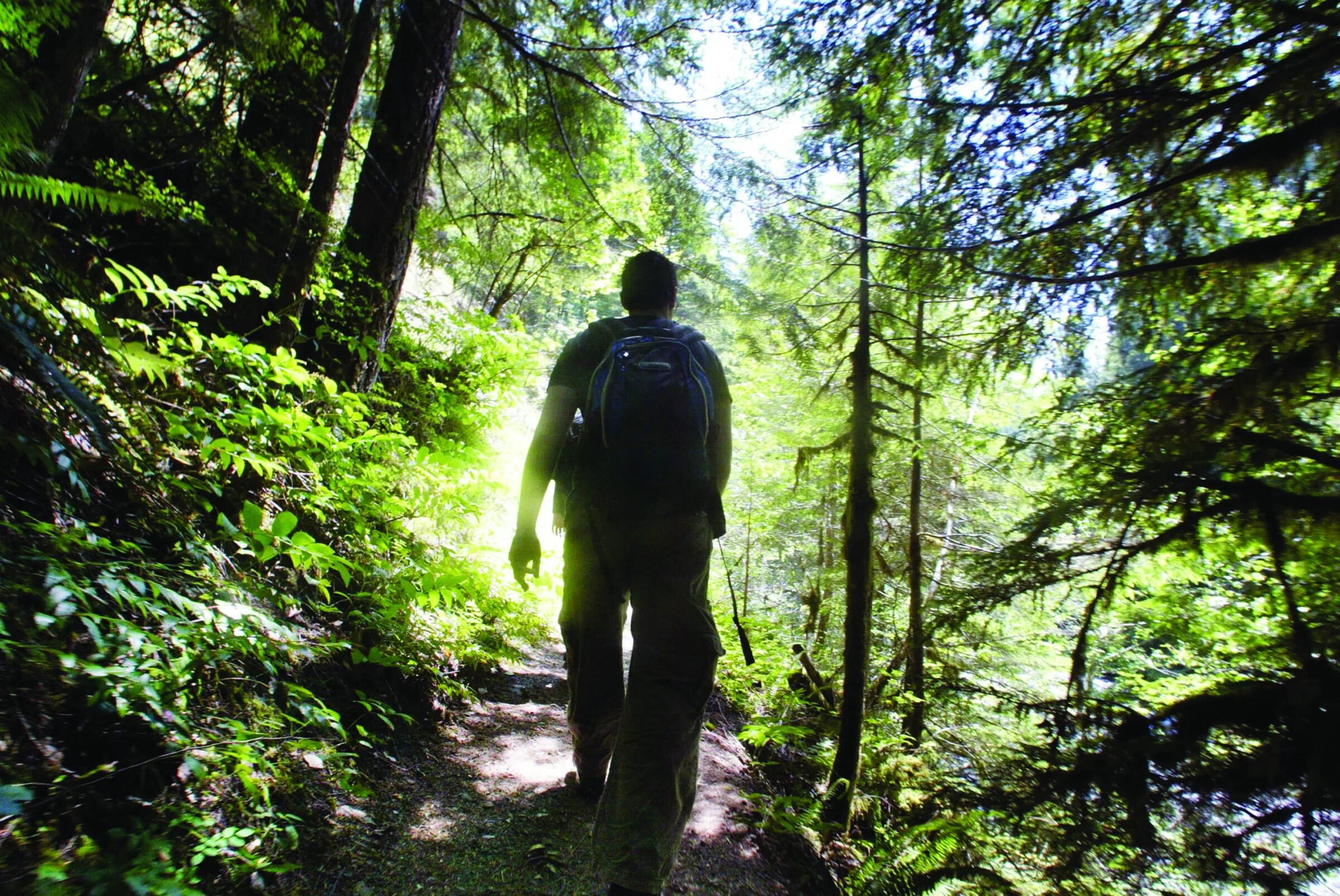 The were going the forest. Монах в лесу. Хайкинг в лесу. Go Hiking in the Forest летом. Человек гуляет на природе.