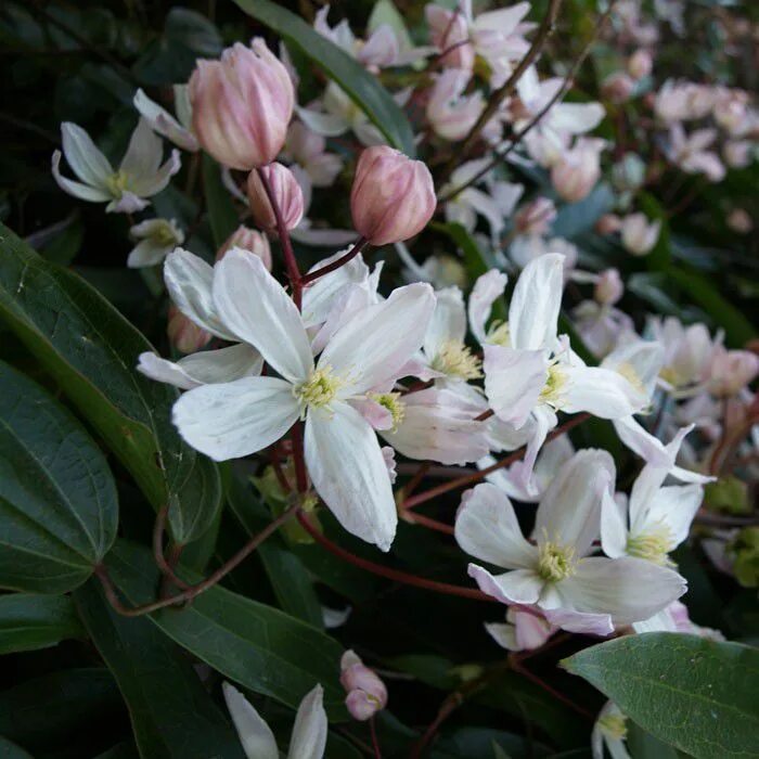 Clematis-armandii - Coolgarden.me