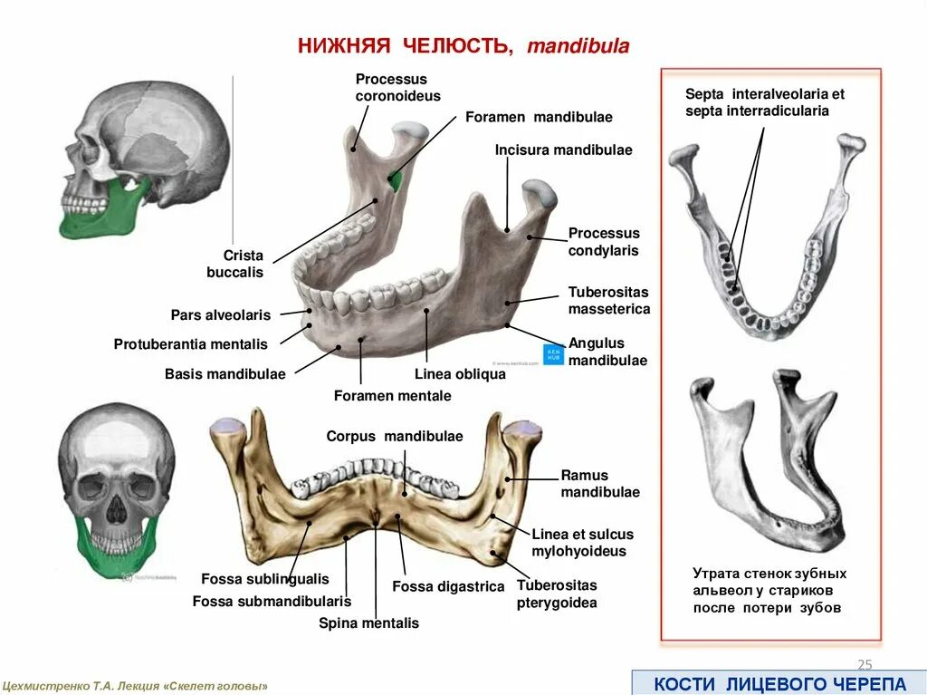 Condylaris mandibulae. Кости черепа нижняя челюсть. Corpus mandibulae нижняя челюсть. Кости лицевого черепа нижняя челюсть. Нижняя челюсть с другими костями черепа