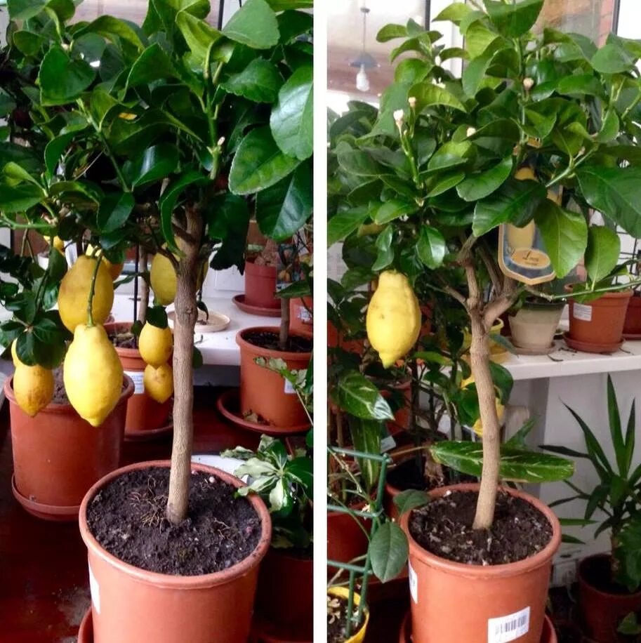 Сорт лунарио. Лимон новогрузинский описание сорта. Саженцы лимонов. Сорт новогрузинский лимонное дерево. Комнатный лимон пандероза.