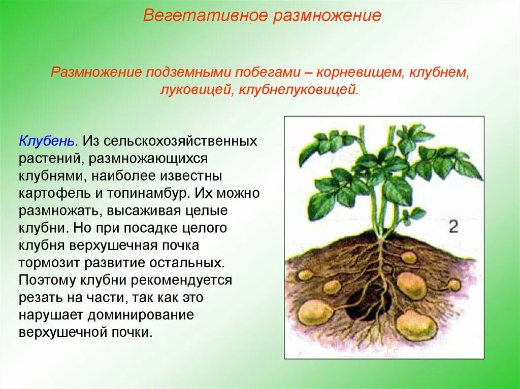 При вегетативном размножении используются. Вегетативное размножение топинамбура. Вегетативное размножение картофеля клубнями. Бесполое размножение клубнями. Бесполое размножение вегетативное клубнями.