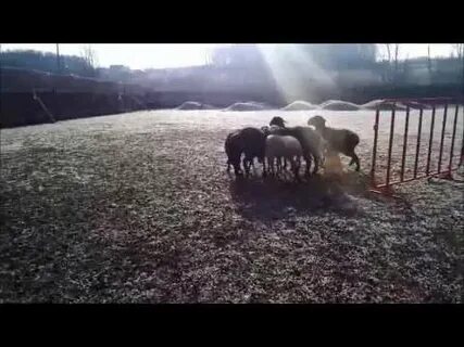 Барашка пас видео