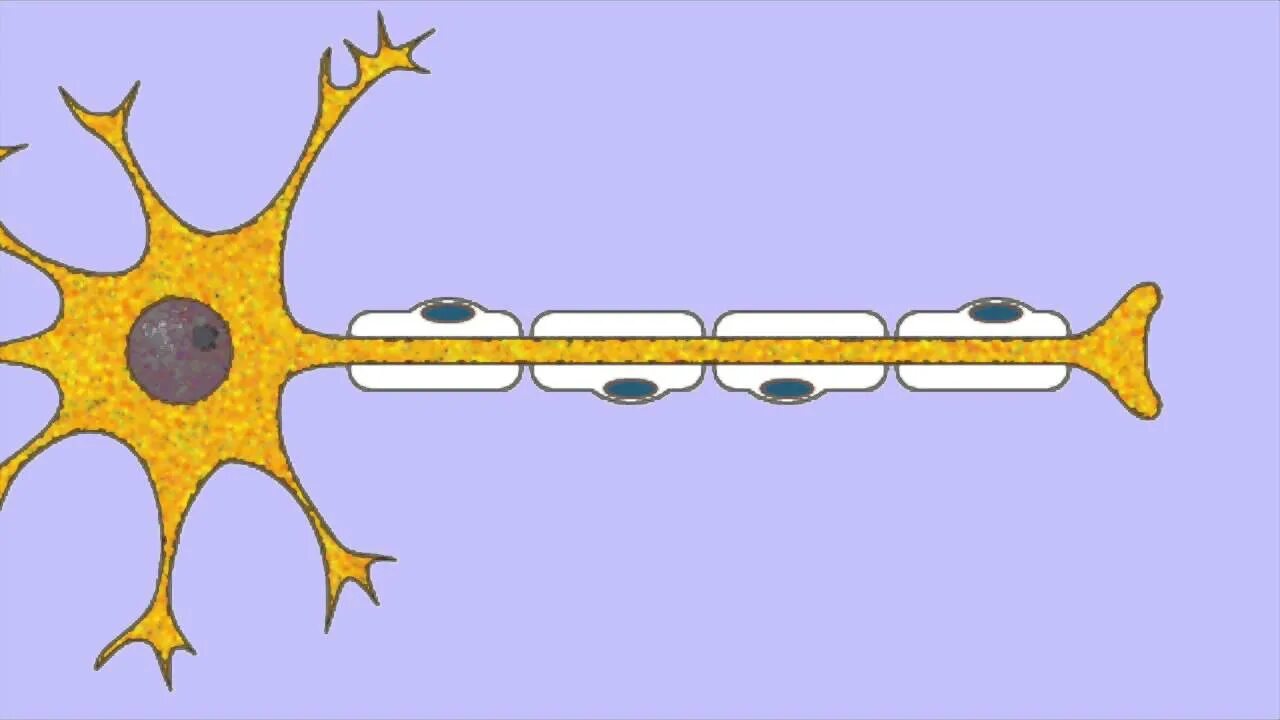 Нервная система. Передача нервного импульса по нейрону. Нейрон гифка. Мультипликация нервных импульсов.