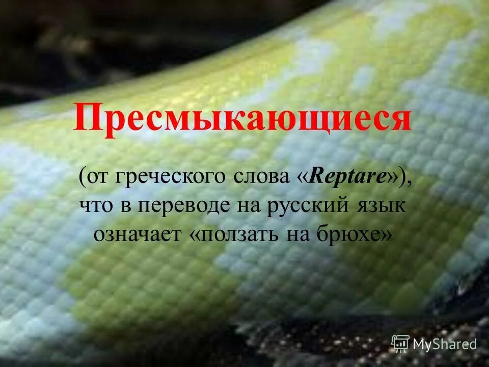 доклад о пресмыкающихся. пресмыкающиеся слова. одно предложение со словом пресмыкающиеся. доклад о пресмыкающихся. пресмыкающиеся слова.