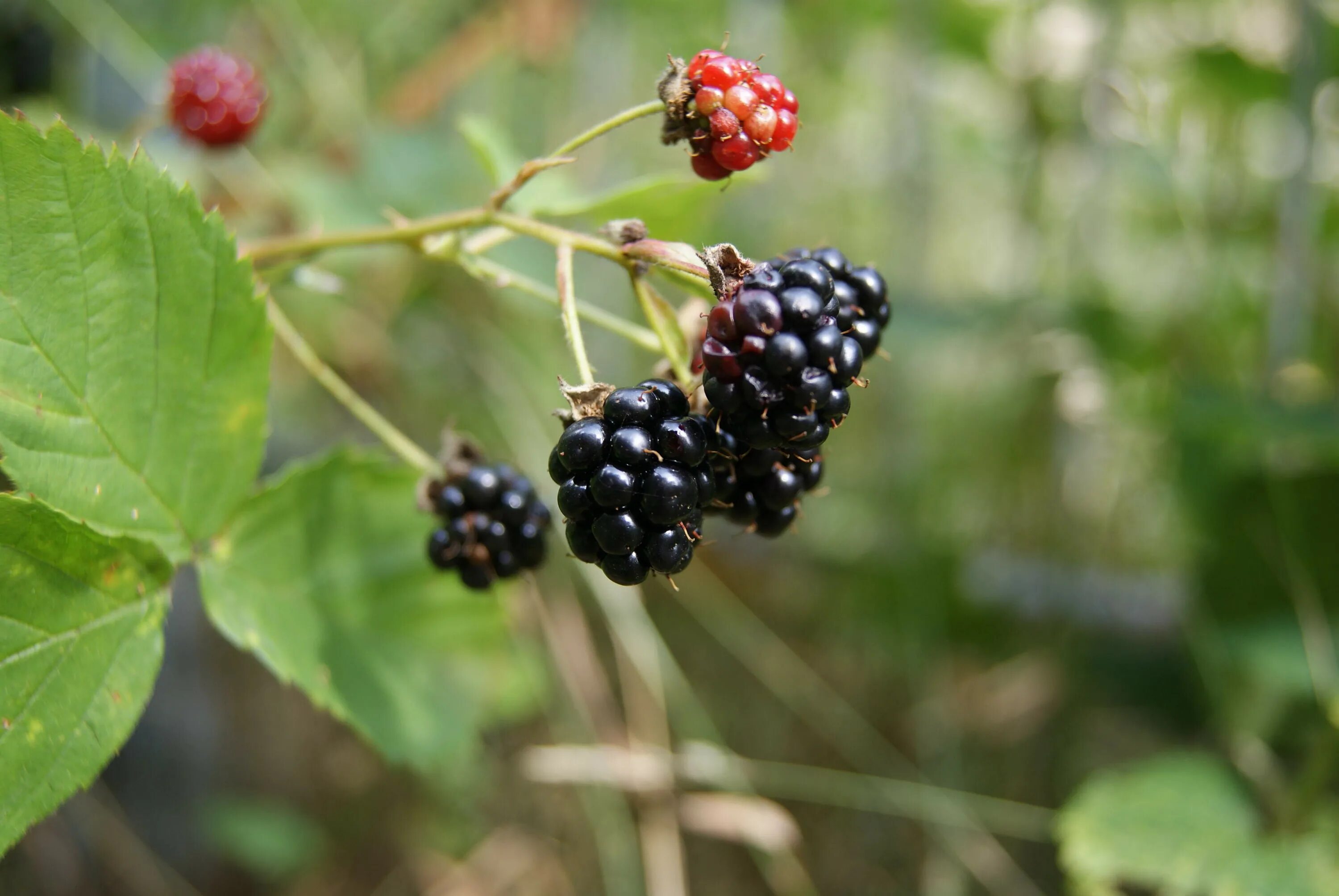 ежевика вязолистная. ежевика кустистая (rubus fruticosus). рубус срезка. рубус видман. ежевика медвежья.